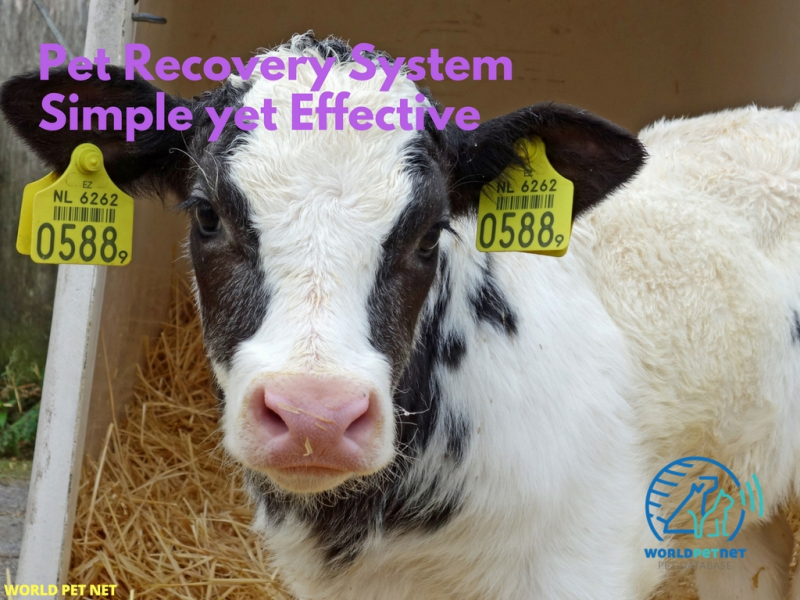 Microchip is a reliable identification form for all animals - pet recovery system